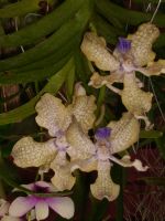 kasvitieteellisestä puutarhasta, suklaantuoksuinen orkidea